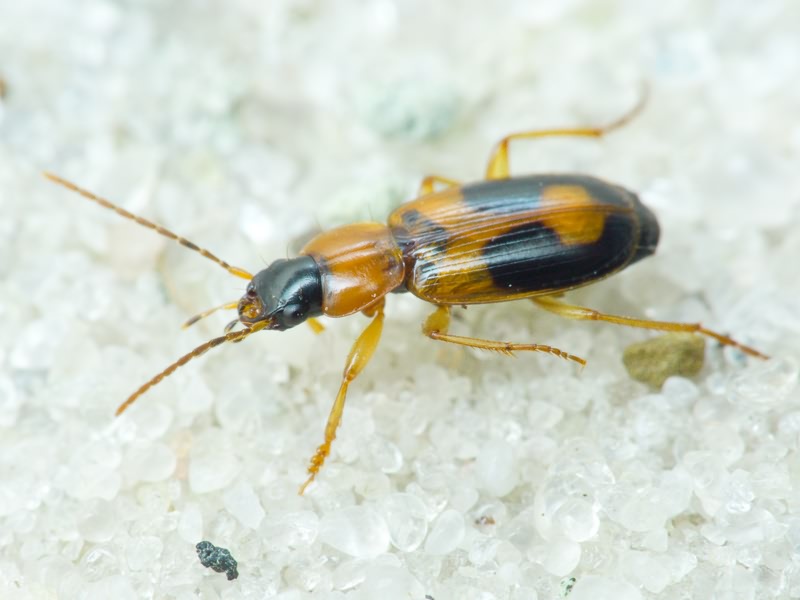 Badister (Badister) lacertosus Sturm, 1815